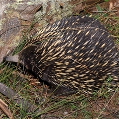 Tachyglossus aculeatus at Forde, ACT - 8 Aug 2024 12:28 PM