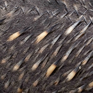 Tachyglossus aculeatus at Forde, ACT - 8 Aug 2024