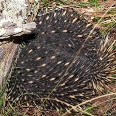 Tachyglossus aculeatus at Forde, ACT - 8 Aug 2024 12:28 PM