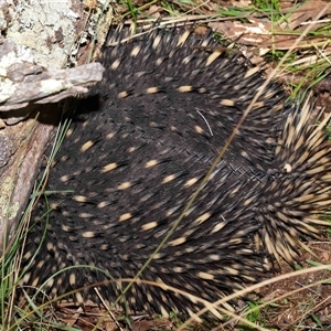 Tachyglossus aculeatus at Forde, ACT - 8 Aug 2024 12:28 PM