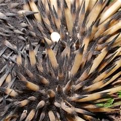 Tachyglossus aculeatus at Forde, ACT - 8 Aug 2024 12:28 PM