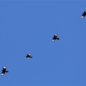 Corcorax melanorhamphos at Strathnairn, ACT - 30 Jul 2024 01:09 PM