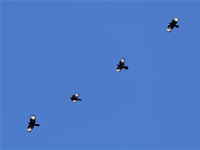 Corcorax melanorhamphos (White-winged Chough) at Strathnairn, ACT - 30 Jul 2024 by TimL