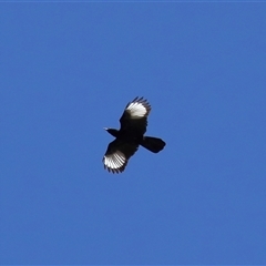 Corcorax melanorhamphos at Strathnairn, ACT - 30 Jul 2024 01:09 PM