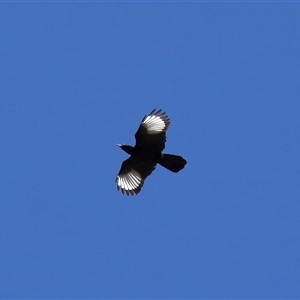 Corcorax melanorhamphos at Strathnairn, ACT - 30 Jul 2024 01:09 PM