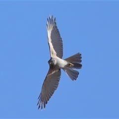 Accipiter fasciatus (Brown Goshawk) at Throsby, ACT - 29 Jun 2024 by TimL