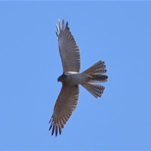 Accipiter fasciatus at Throsby, ACT - 29 Jun 2024