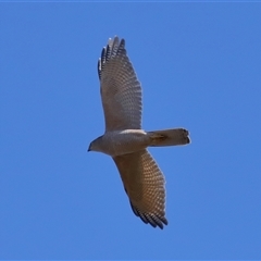 Accipiter fasciatus at Throsby, ACT - 29 Jun 2024