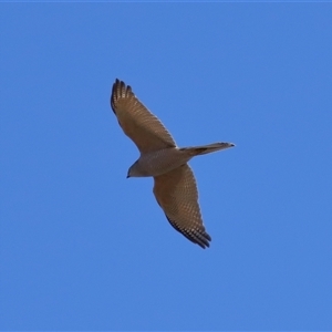 Accipiter fasciatus at Throsby, ACT - 29 Jun 2024