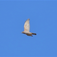 Accipiter fasciatus at Throsby, ACT - 29 Jun 2024