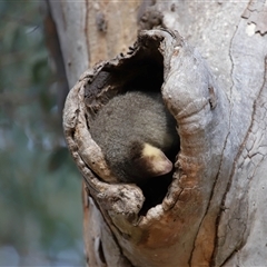 Trichosurus vulpecula (Common Brushtail Possum) at Forde, ACT - 20 Aug 2024 by TimL