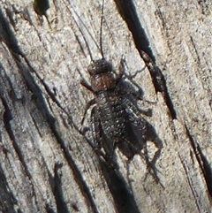 Bobilla killara (Pygmy Cricket) at Bundanoon, NSW - 17 Sep 2024 by Curiosity