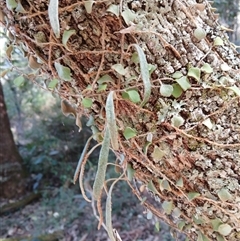 Pyrrosia rupestris (Rock Felt Fern) at Nelson, NSW - 18 Sep 2024 by plants