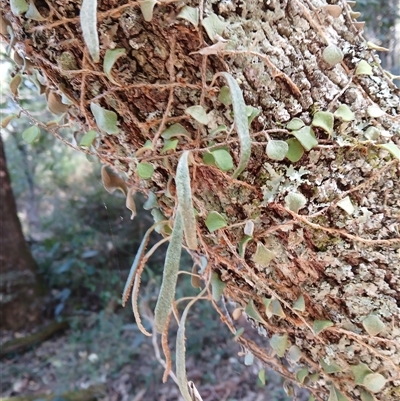 Pyrrosia rupestris (Rock Felt Fern) at Nelson, NSW - 18 Sep 2024 by plants