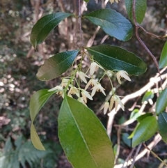 Aphanopetalum resinosum (Gum Vine) at Nelson, NSW - 18 Sep 2024 by plants