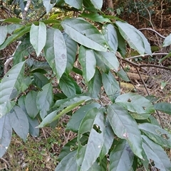 Ehretia acuminata var. acuminata (Koda) at Nelson, NSW - 18 Sep 2024 by plants