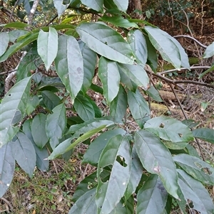 Ehretia acuminata var. acuminata at Nelson, NSW - 18 Sep 2024