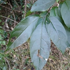 Ehretia acuminata var. acuminata at Nelson, NSW - 18 Sep 2024