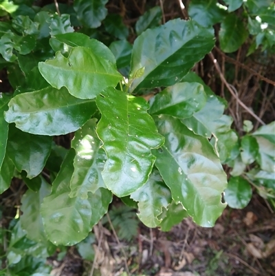 Claoxylon australe (Brittlewood) at Nelson, NSW - 18 Sep 2024 by plants