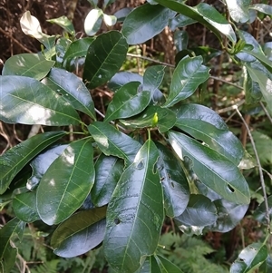 Acronychia oblongifolia at Nelson, NSW - 18 Sep 2024