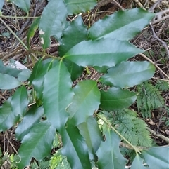 Doryphora sassafras at Nelson, NSW - 18 Sep 2024 by plants