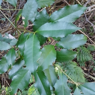 Doryphora sassafras at Nelson, NSW - 18 Sep 2024 by plants