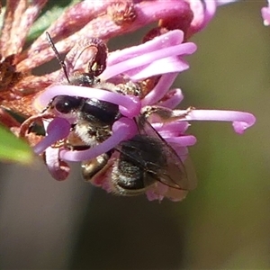 Lasioglossum (Chilalictus) sp. (genus & subgenus) at Bundanoon, NSW - 17 Sep 2024 12:27 PM