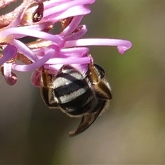 Lasioglossum (Chilalictus) sp. (genus & subgenus) at Bundanoon, NSW - 17 Sep 2024