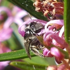 Lasioglossum (Chilalictus) sp. (genus & subgenus) at Bundanoon, NSW - 17 Sep 2024 12:27 PM
