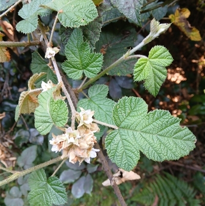 Rubus moluccanus (Molucca Bramble) at Nelson, NSW - 18 Sep 2024 by plants