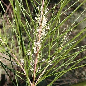 Hakea macraeana at Tanja, NSW - 18 Sep 2024