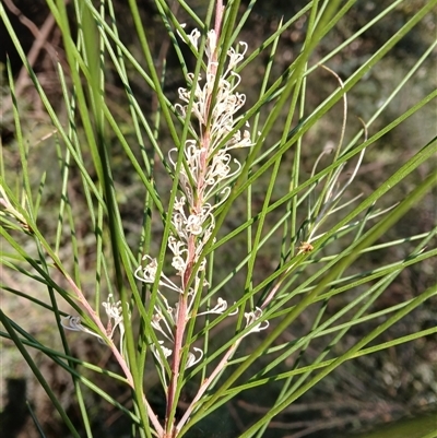 Hakea macraeana (Willow Needlewood) at Tanja, NSW - 18 Sep 2024 by plants