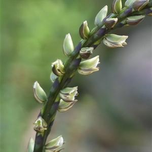 Prasophyllum elatum at Bundanoon, NSW - suppressed