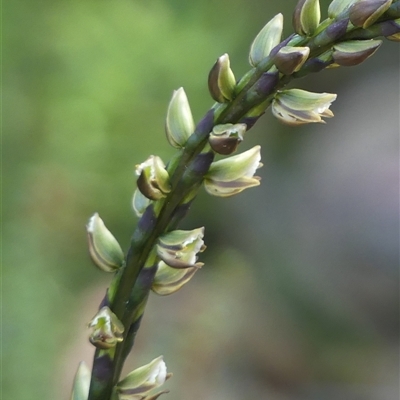 Prasophyllum elatum (Tall Leek Orchid) at Bundanoon, NSW - 17 Sep 2024 by Curiosity