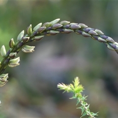 Prasophyllum elatum at Bundanoon, NSW - suppressed