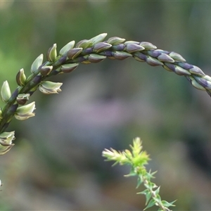 Prasophyllum elatum at Bundanoon, NSW - suppressed