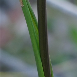 Prasophyllum elatum at Bundanoon, NSW - suppressed