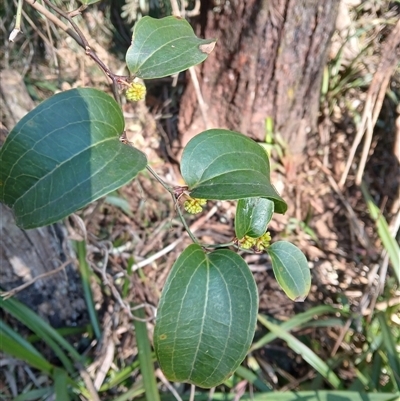 Smilax australis (Barbed-Wire Vine) at Bemboka, NSW - 18 Sep 2024 by plants