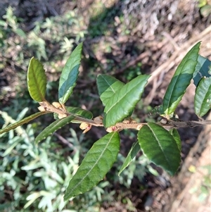 Elaeocarpus holopetalus at Bemboka, NSW - 18 Sep 2024