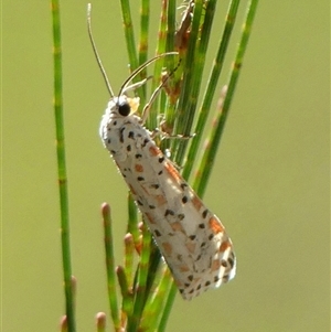 Utetheisa pulchelloides at Bundanoon, NSW - 17 Sep 2024 02:25 PM