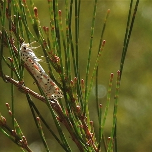 Utetheisa pulchelloides at Bundanoon, NSW - 17 Sep 2024