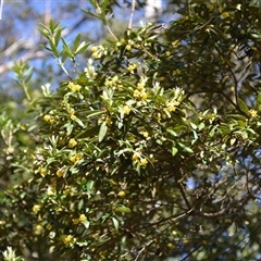 Pittosporum bicolor (Banyalla) at Bemboka, NSW - 17 Sep 2024 by plants