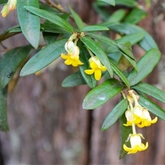 Pittosporum bicolor at Bemboka, NSW - 17 Sep 2024