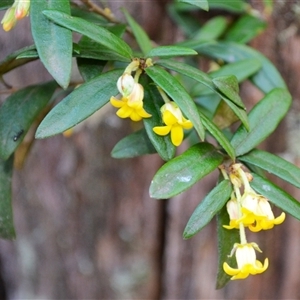 Pittosporum bicolor at Bemboka, NSW - 17 Sep 2024