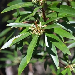 Tasmannia lanceolata (Mountain Pepper) at Bemboka, NSW - 17 Sep 2024 by plants