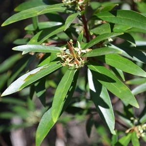 Tasmannia lanceolata at Bemboka, NSW - 17 Sep 2024