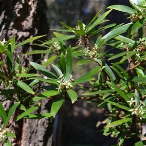 Tasmannia lanceolata at Bemboka, NSW - 17 Sep 2024