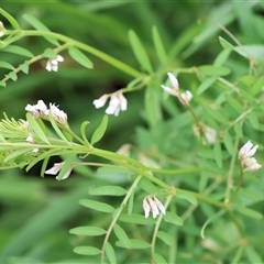 Vicia sp. (A Vetch) at Wodonga, VIC - 22 Sep 2024 by KylieWaldon