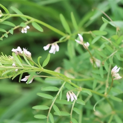 Vicia sp. (A Vetch) at Wodonga, VIC - 22 Sep 2024 by KylieWaldon