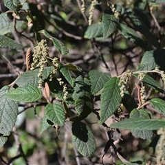 Pomaderris aspera (Hazel Pomaderris) at Bemboka, NSW - 18 Sep 2024 by plants